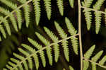 Torres' fern